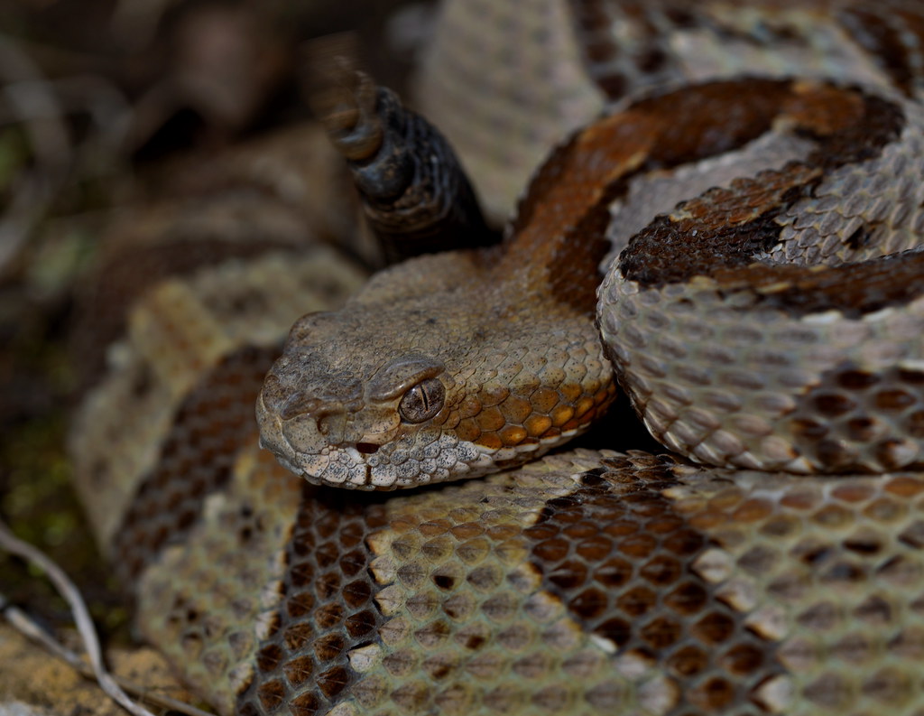 Living Alongside Rattlesnakes: Home and Property Management