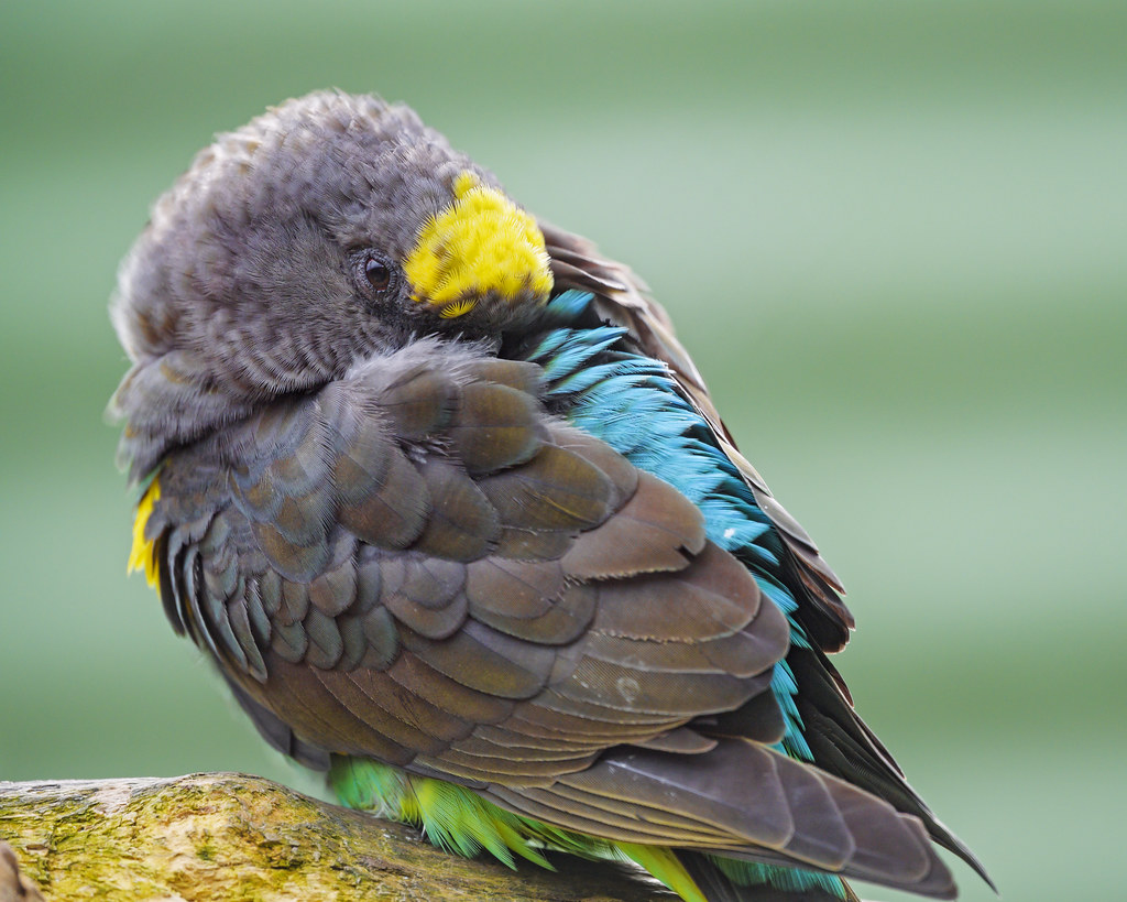 Grooming Meyer's parrot