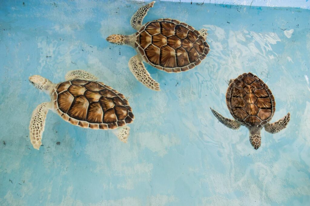 Three turtles swimming in clear blue waters of Venezuela, showcasing unique shell patterns.