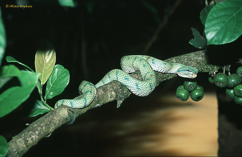 Extreme Physiological Adaptations