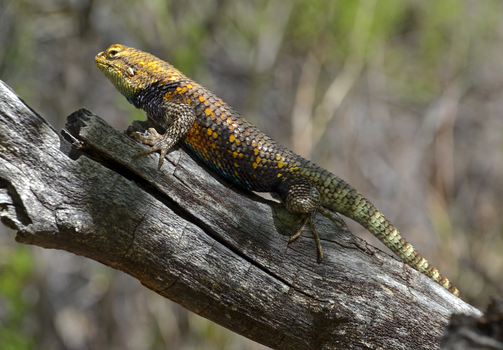 Grand Canyon Nat. Park: Desert Spiny Lizard (Sceloporus magister) 3412