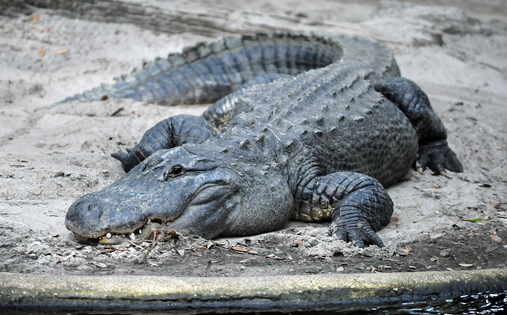 3. American Alligator (Alligator mississippiensis)