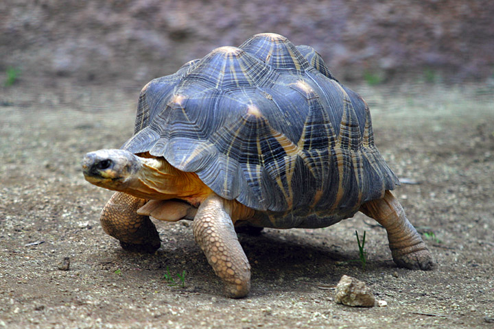 Lightmatter tortoise