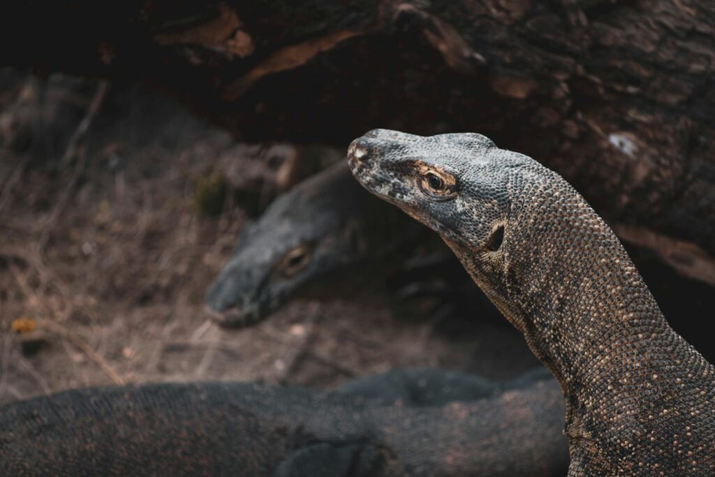 Komodo dragons in their natural habitat, showcasing their rugged texture and wild environment.