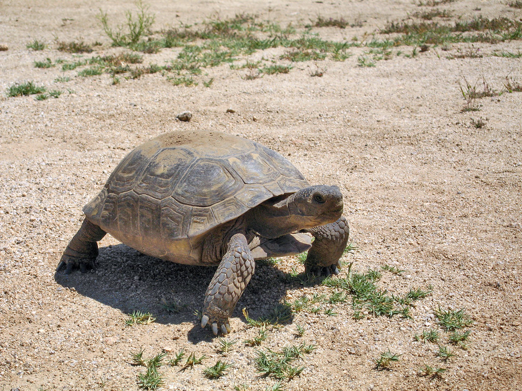 The Desert Tortoise: Icon of the Southwest