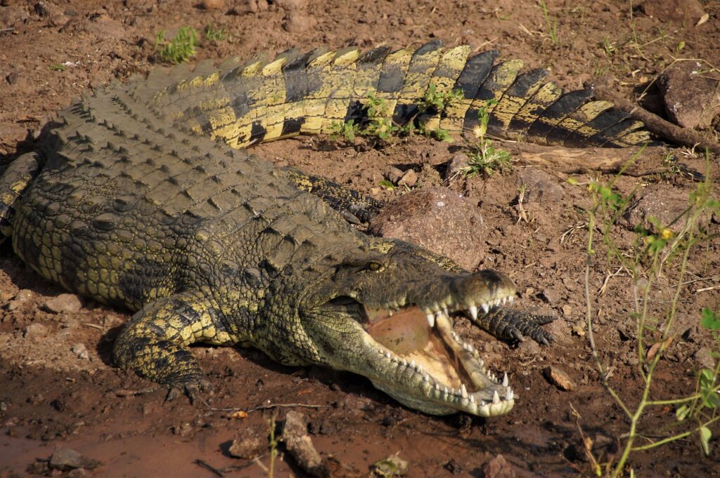 botswana, crocodile, the chobe river, africa, safari, crocodile, crocodile, crocodile, crocodile, crocodile