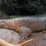 Komodo dragon