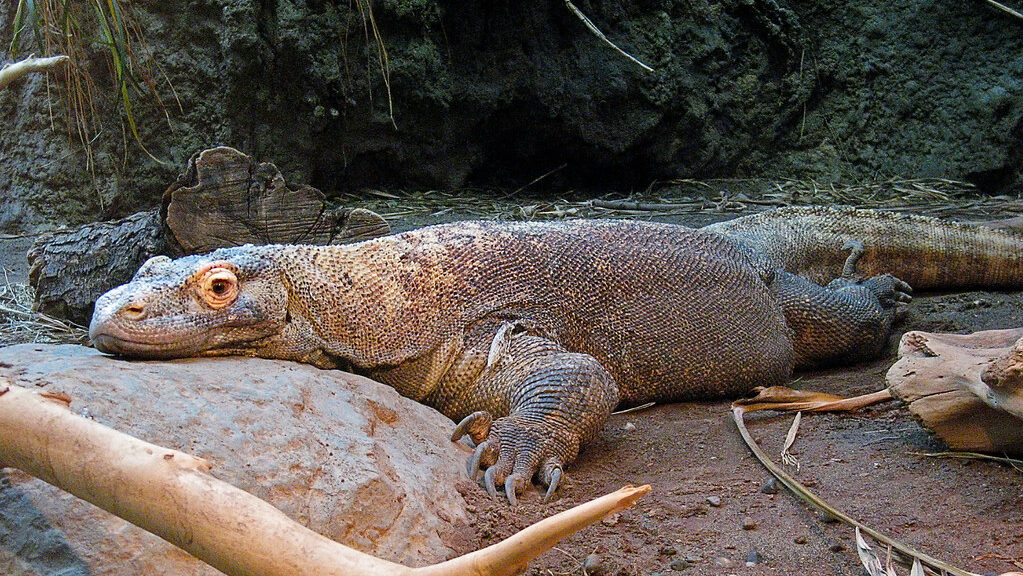 Komodo dragon