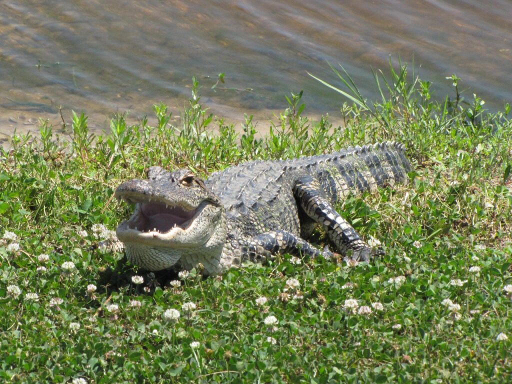 alligator, reptile, american alligator, animal, teeth, wildlife, mouth, lake, nature, florida, green teeth, alligator, alligator, american alligator, american alligator, american alligator, american alligator, american alligator