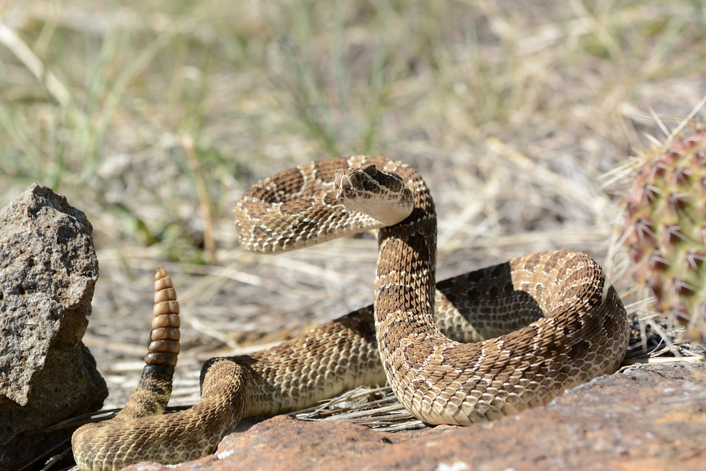 Prairie Rattlesnake: Plains Winter Survivor