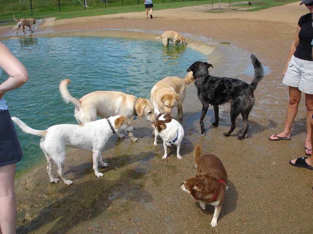 dog park