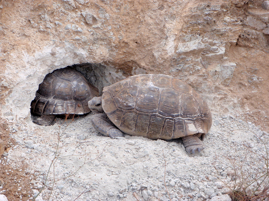 Conservation Challenges and Threats
