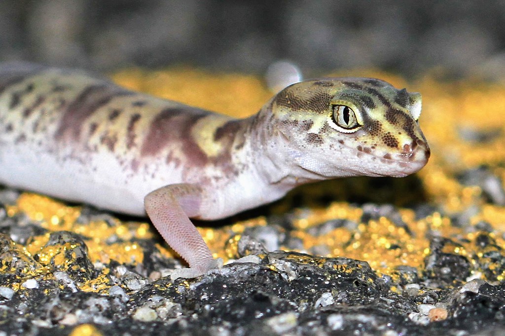 Western Banded Gecko's Desert Survival Tactics
