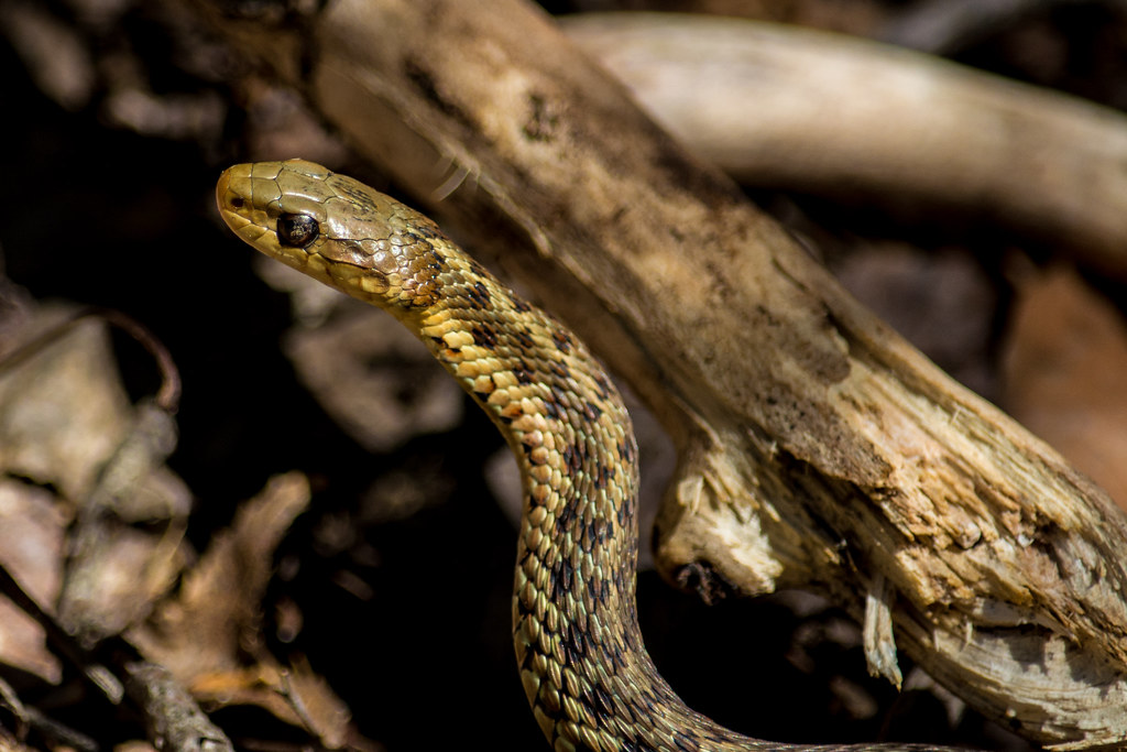 Sunning Spring Garter Snake
