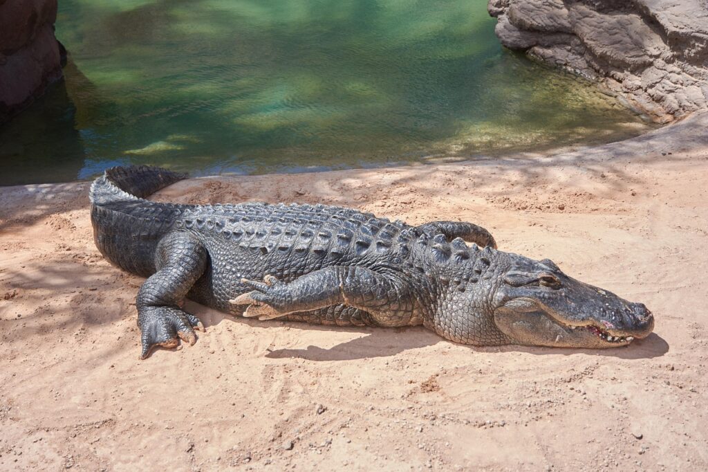 Comparing Crocodile Speed to Human Speed