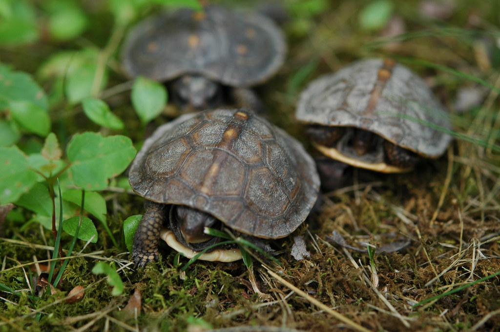 Special Considerations for Juvenile Turtles and Tortoises
