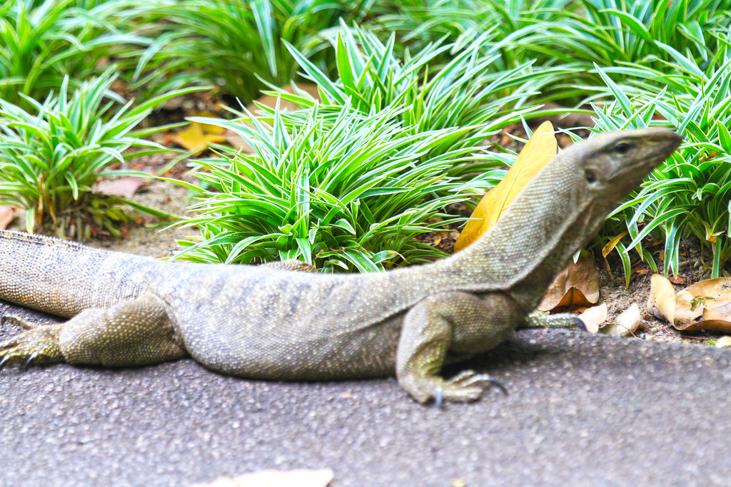 Komodo Dragon, Singapore botanical Garden - Explore