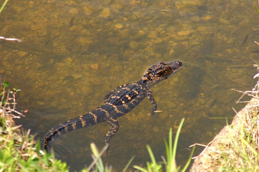 Arkansas's Limited Alligator Range