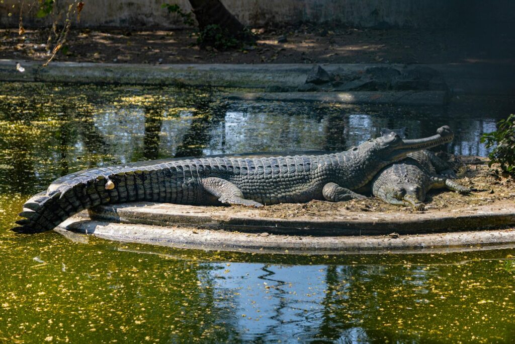 Gharial crocodiles sunbathing at a zoo pond in Hyderabad, India, showcasing their unique snouts.