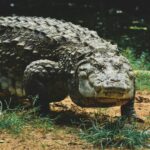 Incredible Physiological Adaptations