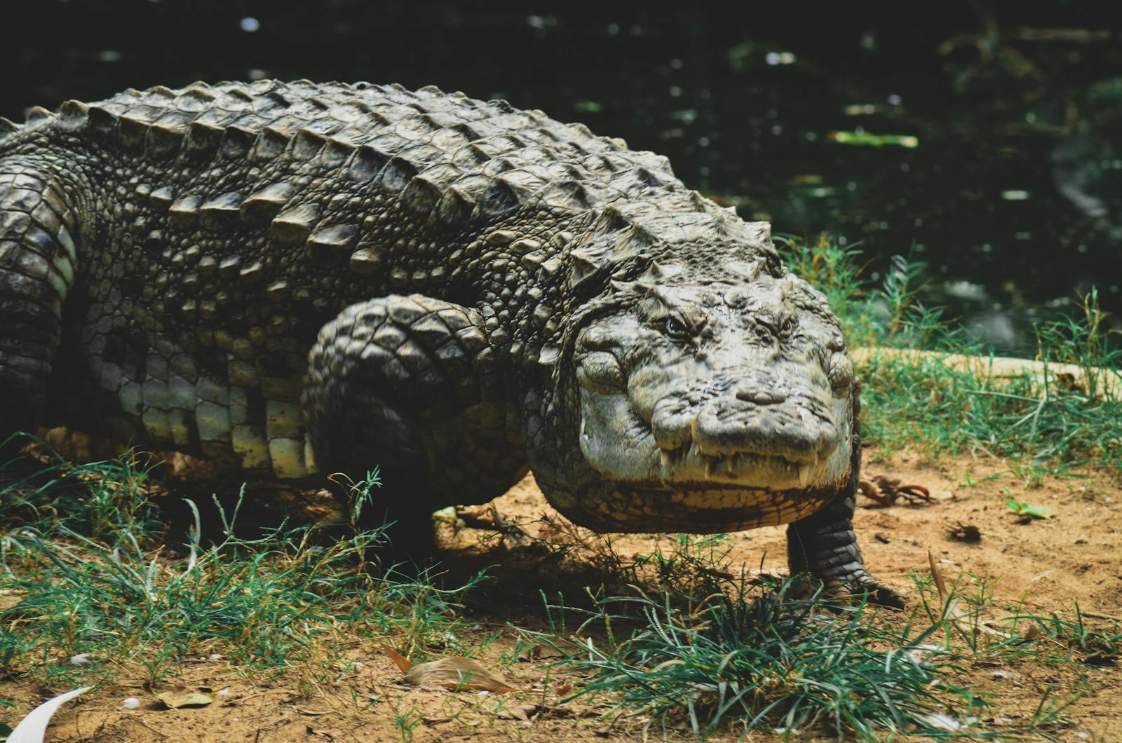 Incredible Physiological Adaptations