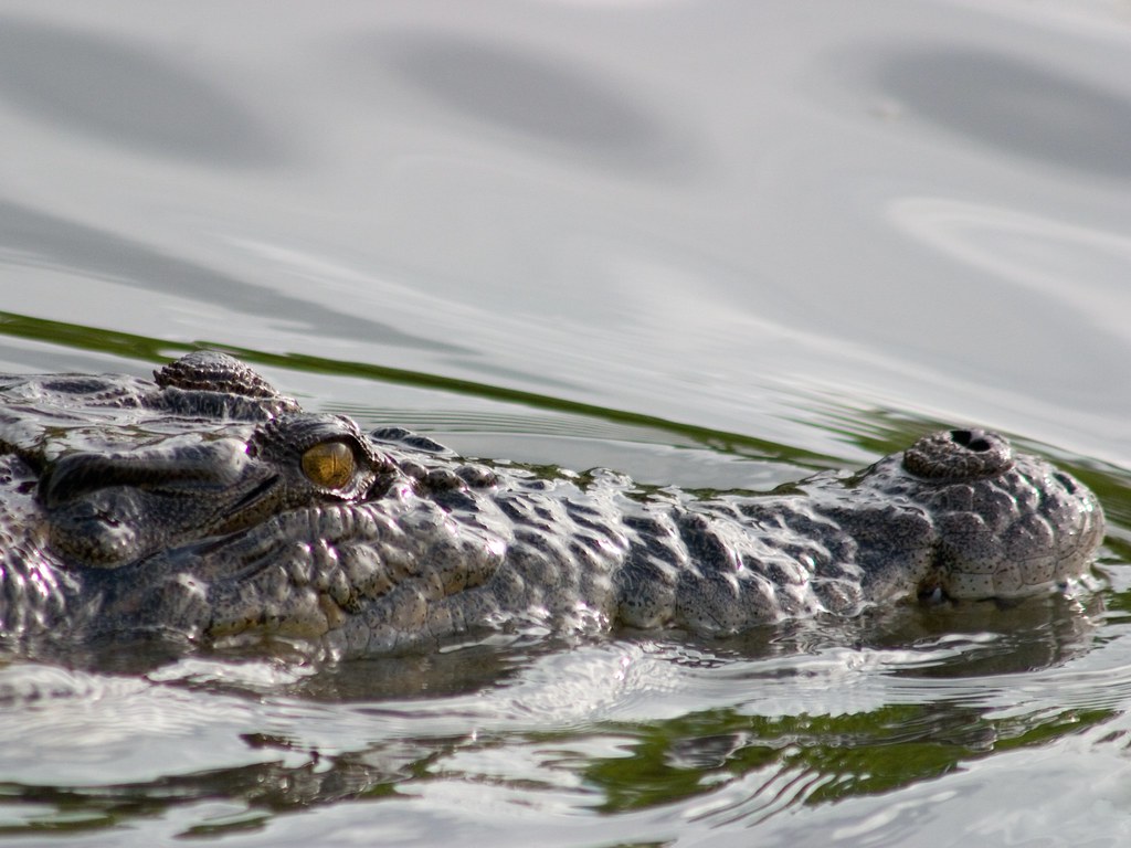 Submerged salt water crocodile