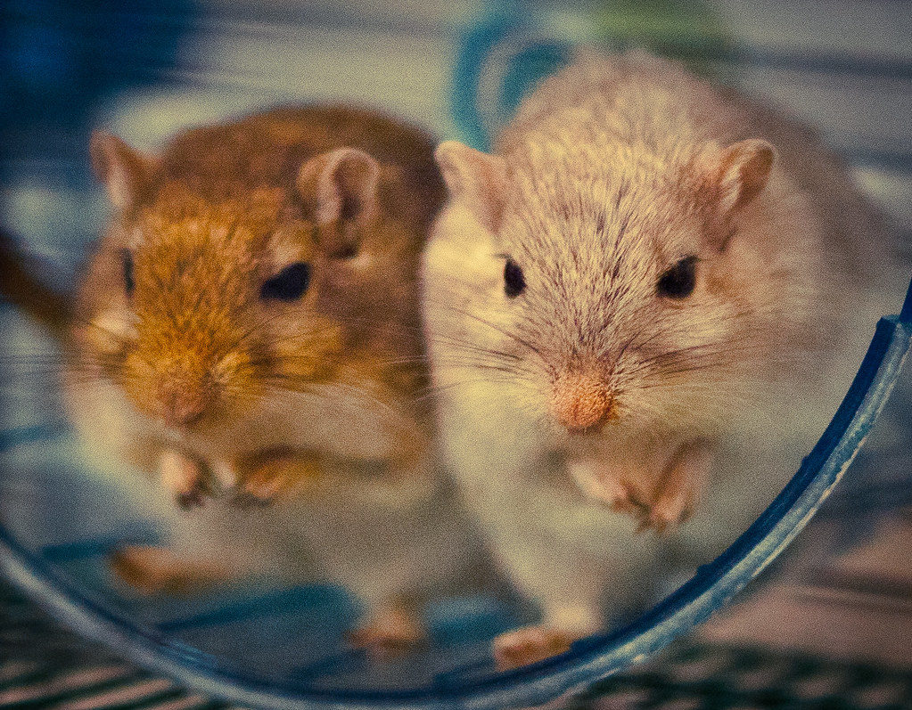 Understanding Gerbils: The Social Burrowers