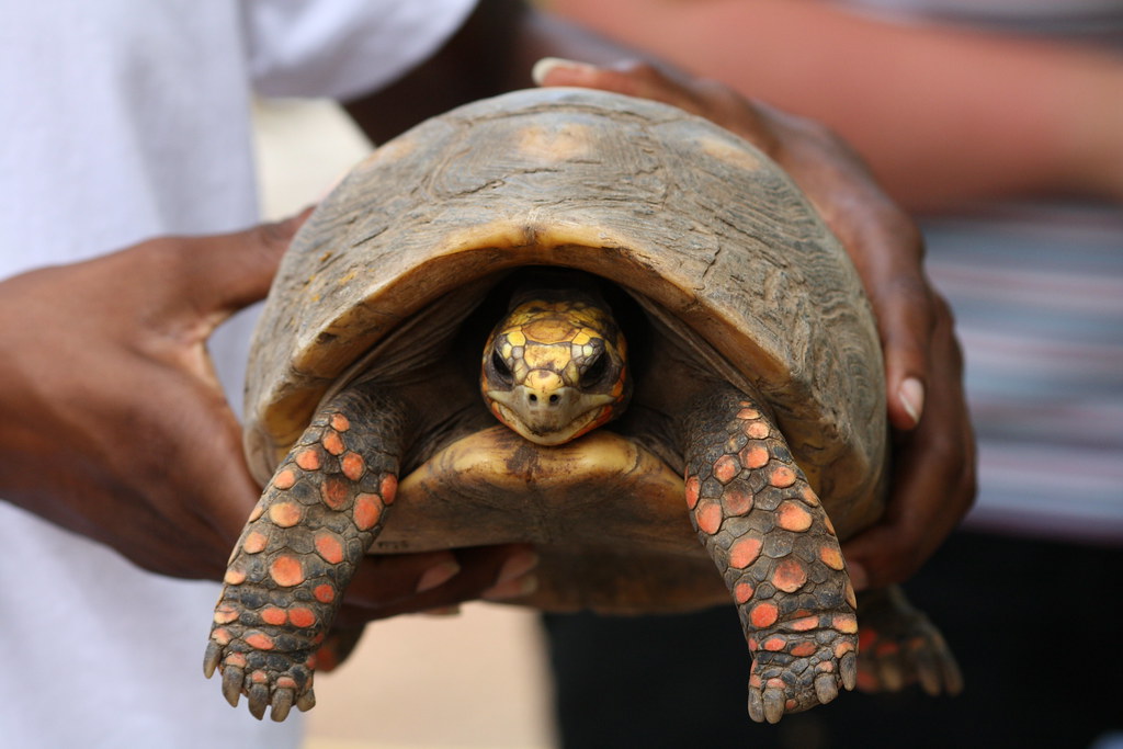 Red-Footed Tortoise (Chelonoidis carbonarius)