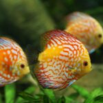 Selecting Healthy Specimens