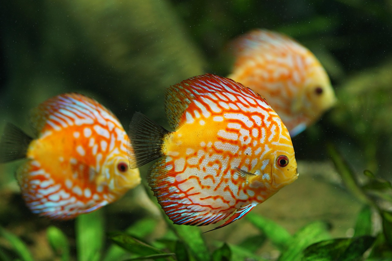 Selecting Healthy Specimens