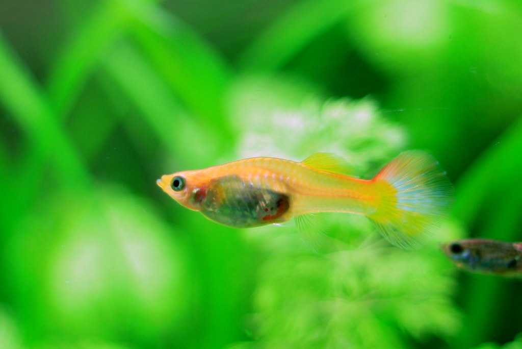 Guppies: Nature's Prolific Breeders
