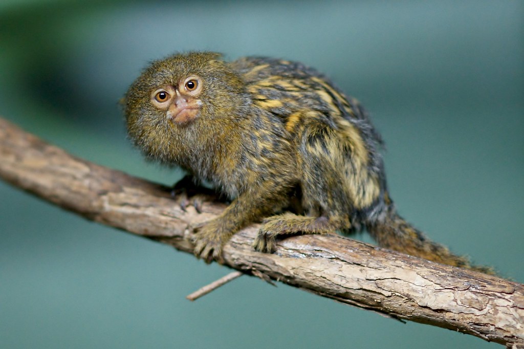 Pygmy Marmoset (dwarf monkey)
