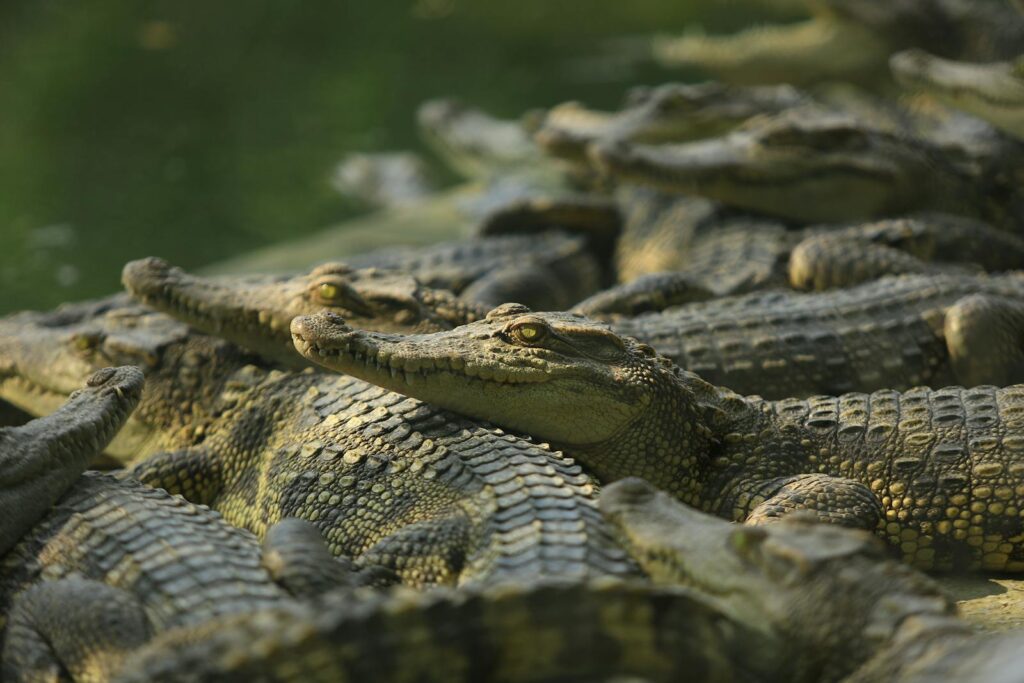 Group of crocodiles resting on a riverbank, showcasing their textured skin and natural behavior in sunlight.