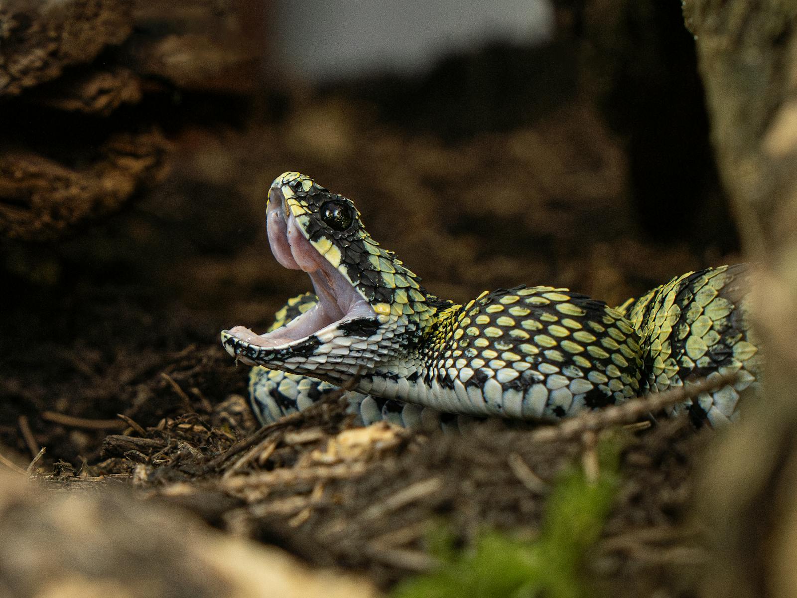 A detailed view of a viper snake with open mouth, captured on a forest floor.