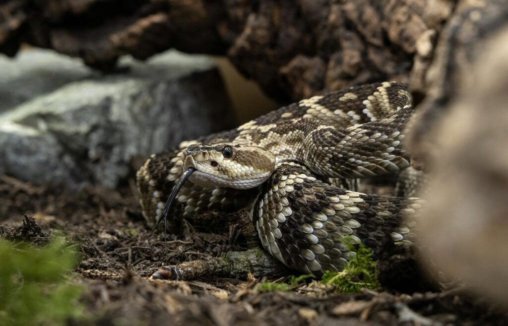 Seasonal Variations in Rattling Behavior