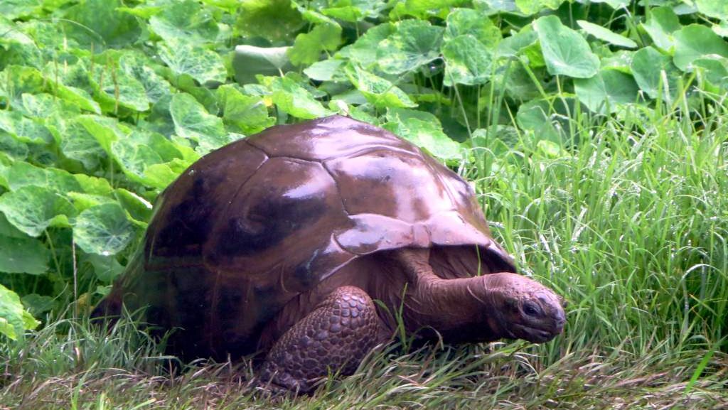 World's Oldest Reptile