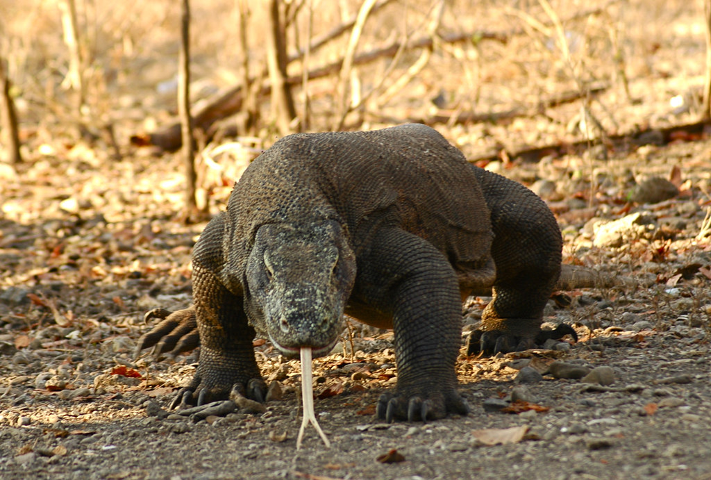 Komodo Dragon - Komodo, Indonesia