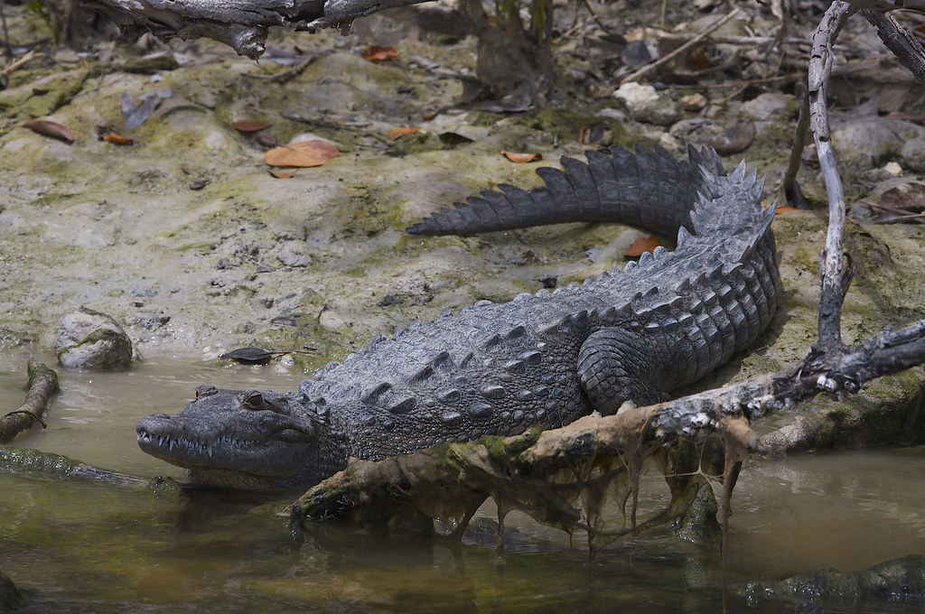 American Crocodile: Florida's Lesser-Known Crocodilian