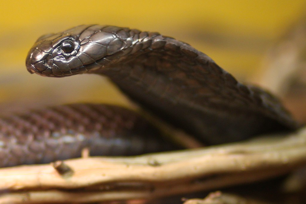Egyptian Cobra 