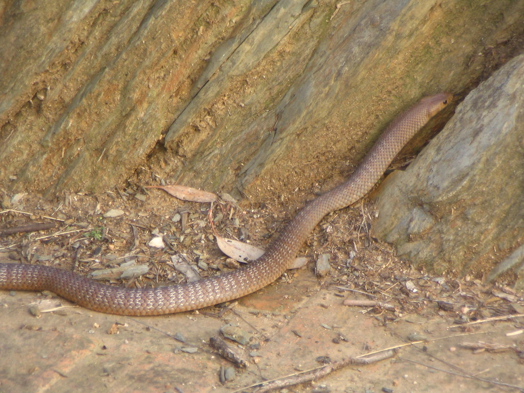 Australian Eastern Brown snake