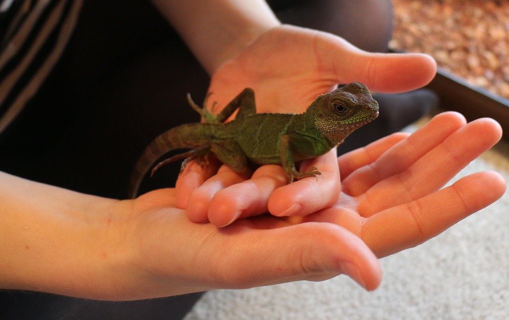 Health Concerns and Veterinary Care