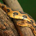 Russells viper in pune zoo
