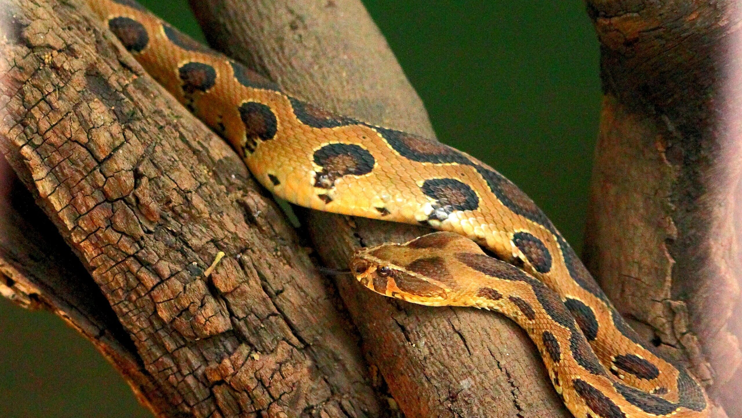 Russells viper in pune zoo