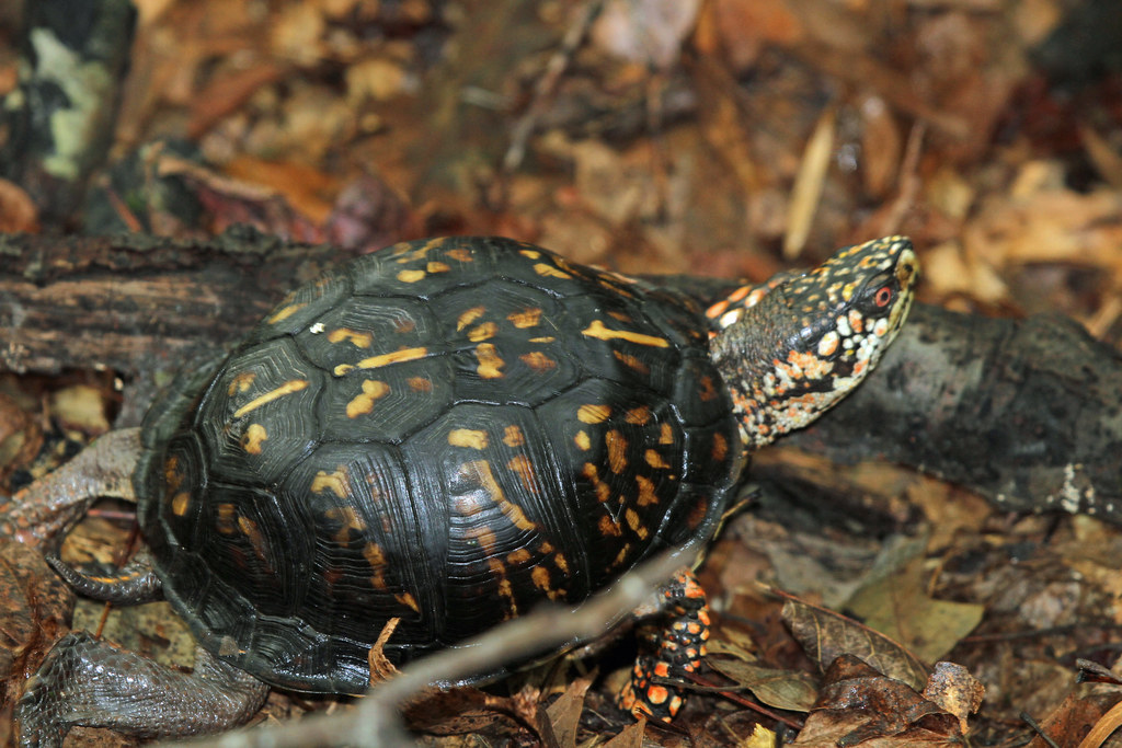 Eastern Box Turtle