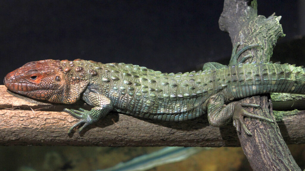 Caiman Lizard (Dracaena guianensis)