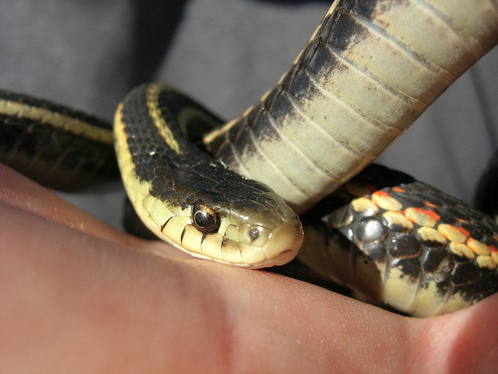 The Verdict: America's Friendliest Snake?