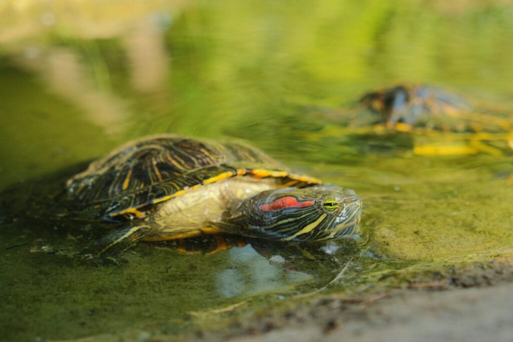 a couple of turtles sitting on top of a body of water