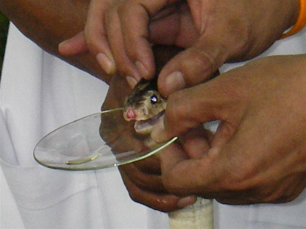 Milking a Cobra for Anti-Venom