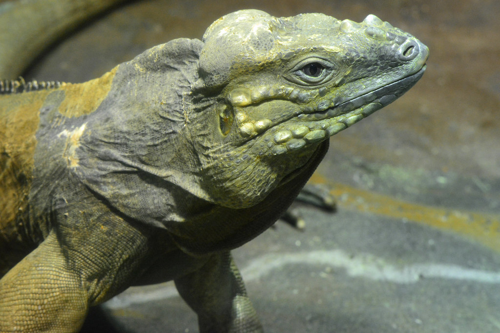 Rhinoceros Iguana (Cyclura cornuta)