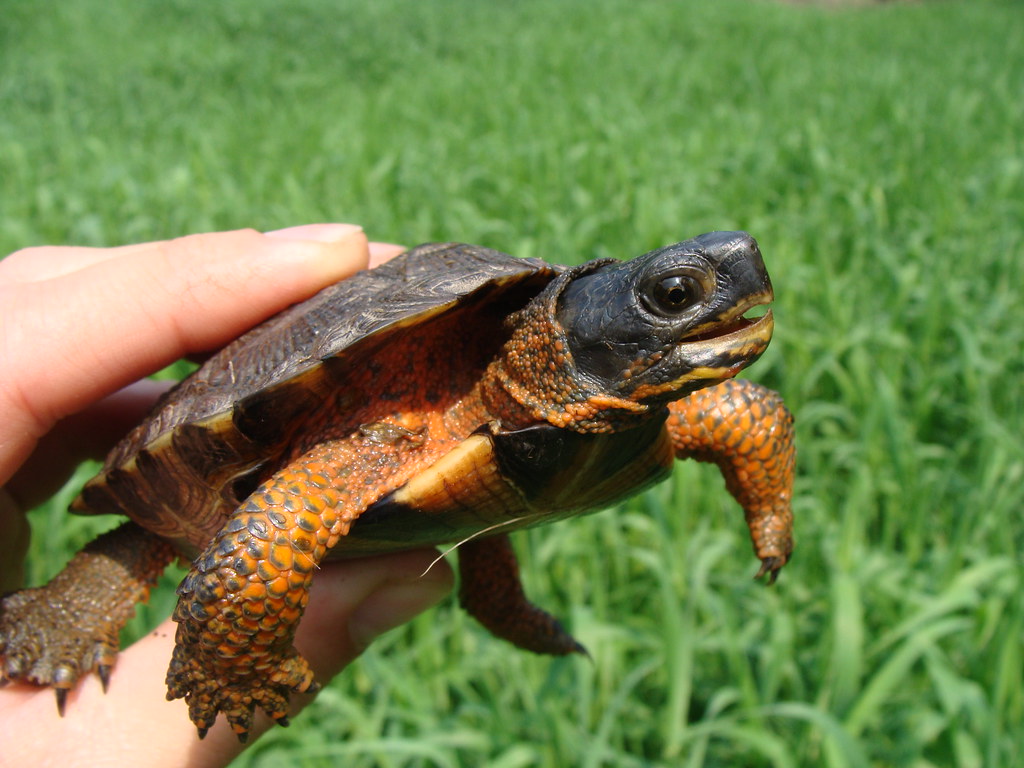 Juvenile Wood Turtle